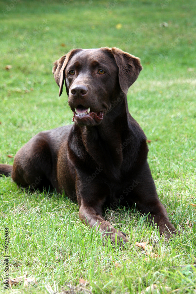 Brauner Labrador Brauner Labrador