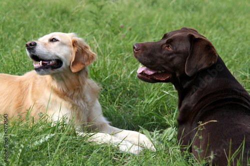 Labrador und Golden Retriever