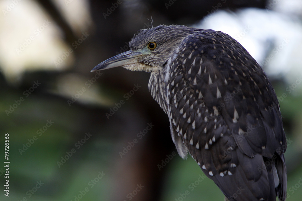 Fototapeta premium Nachtreiher (Jungtier)