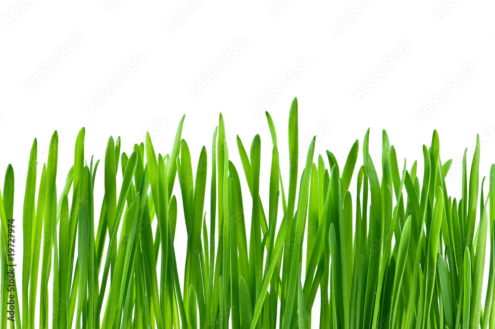 Fototapeta premium grass