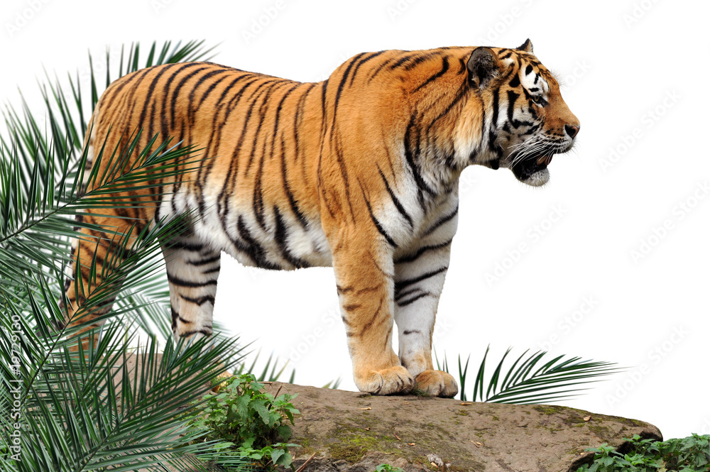 Naklejka premium Zoo 138