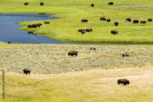 Buffalo Herd in Hayden Valley photo