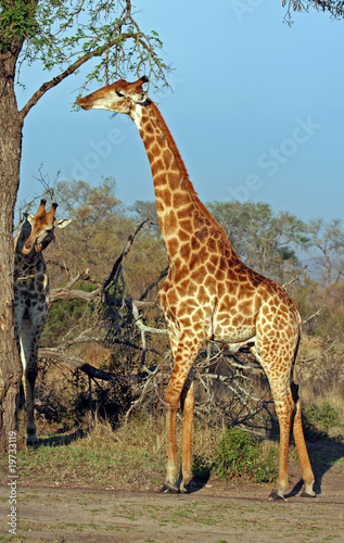 Afrikanische Giraffe  S  dafrika