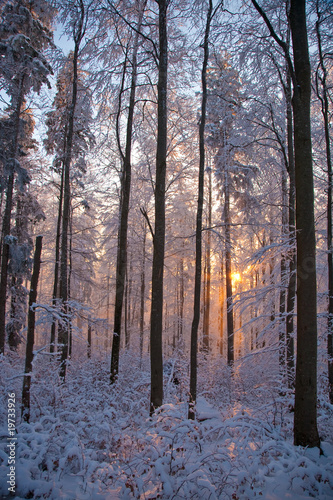 Wald und Baumstämme im Winter #19733926