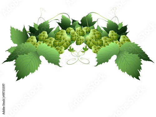 hops plant