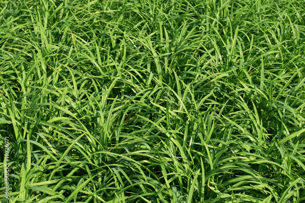 Green grass Green grass