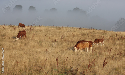 Fototapeta Naklejka Na Ścianę i Meble -  Danish cows in the fog