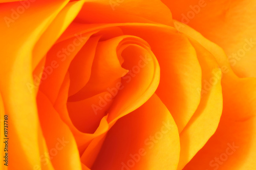 Makroaufnahme einer orangen Rosenblüte