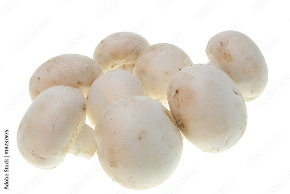 champignons isolated champignons isolated