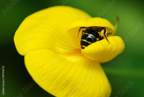 Bee collecting pollen form a yellow flower