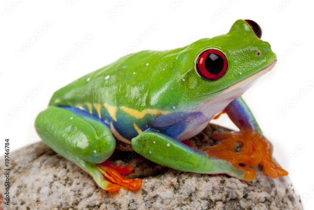 Obraz premium Crazy Frog!