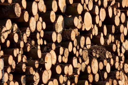 Stack of timber