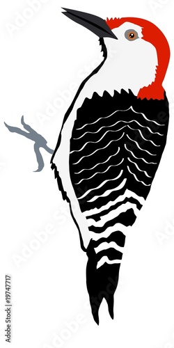 woodpecker