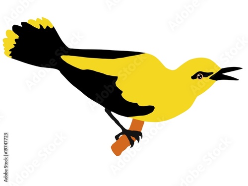 oriole