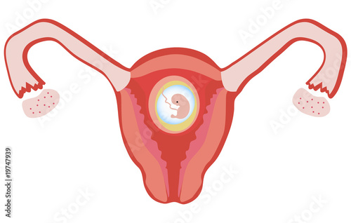 Developing fetus inside the womb