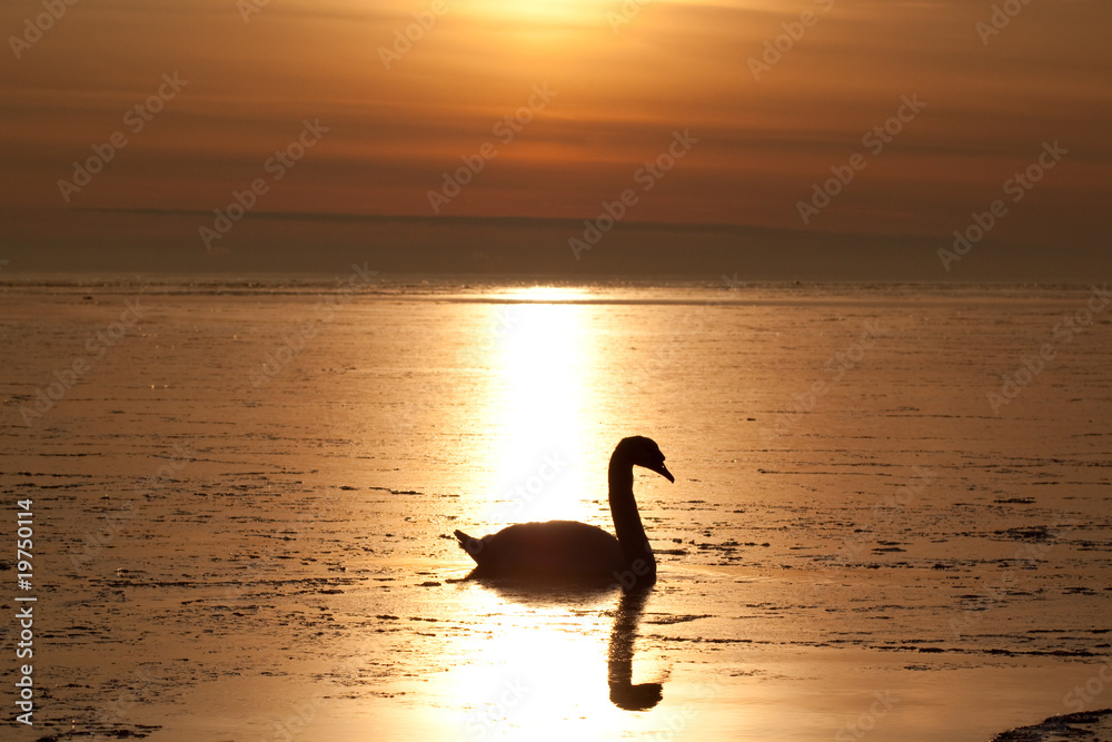 Fototapeta premium Lonely swan in the beautifull sunset