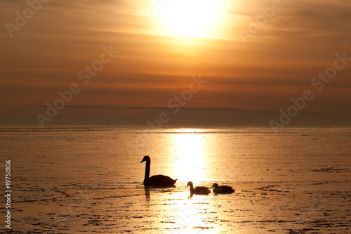 Romantic swan and two ducks