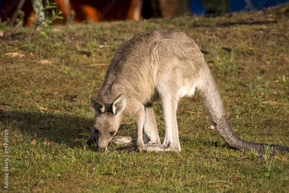 Eating kangaroo - 2