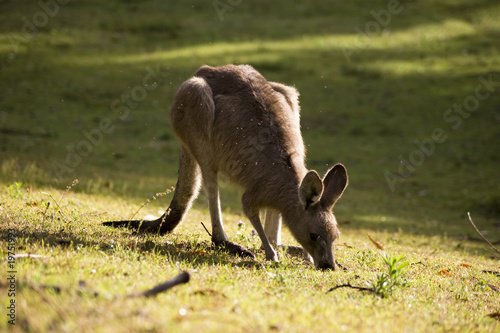 Eating kangaroo