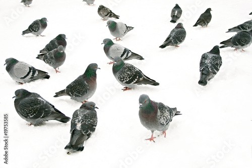 Group of pigeons on snow