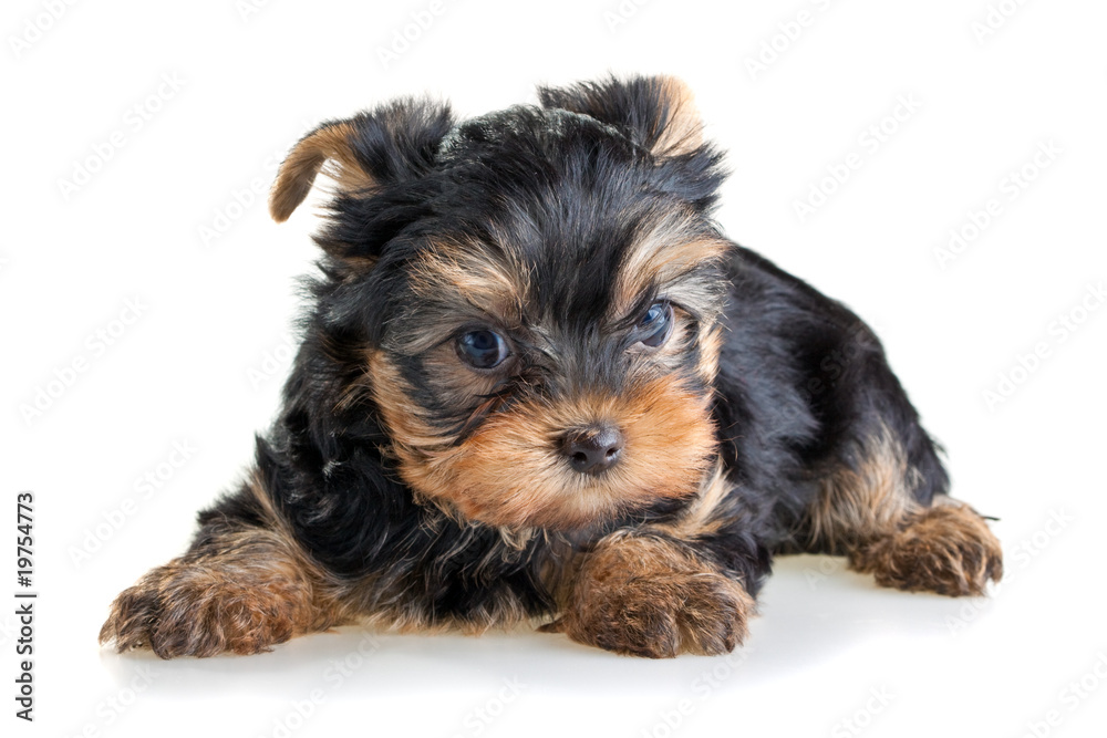 Yorkshire Terrier puppy