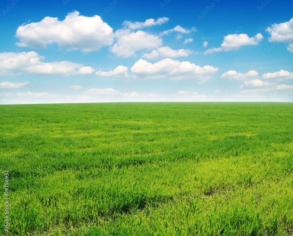 green grass and blue sky