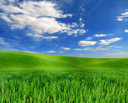green grass and blue sky