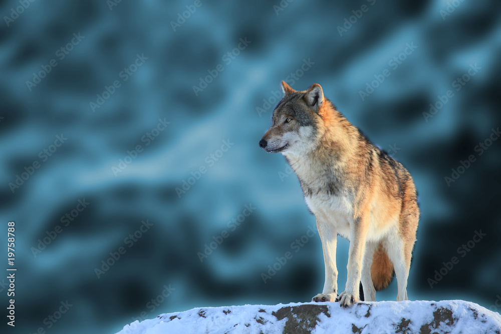 Obraz premium Wolf