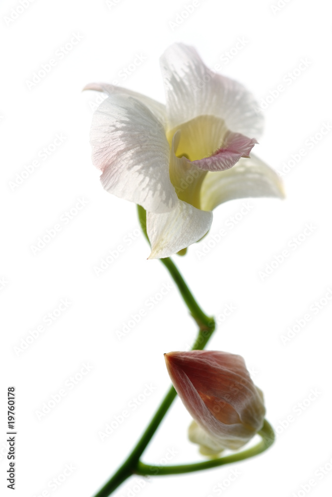 Obraz premium Blooming white orchids flower isolated on white background