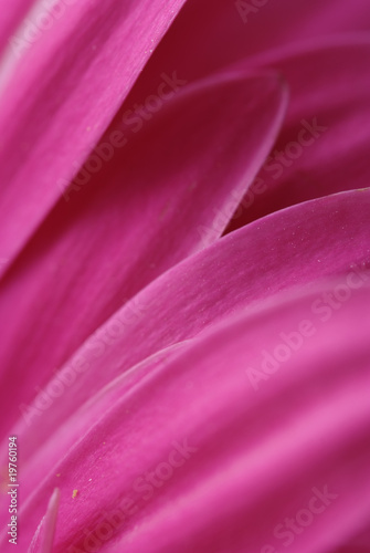 Macro background of beautiful gerbera flower petals