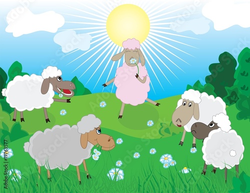 Sheeps in pasture with romantic sheep smelling the flower