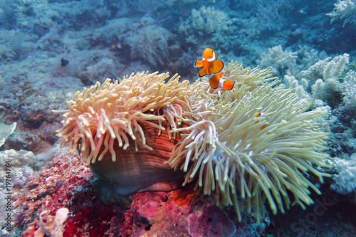 Ocellaris Clownfish  Amphiprion ocellaris  in anemon
