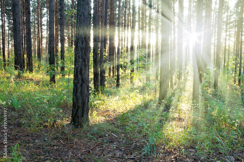 Naklejka premium sunset