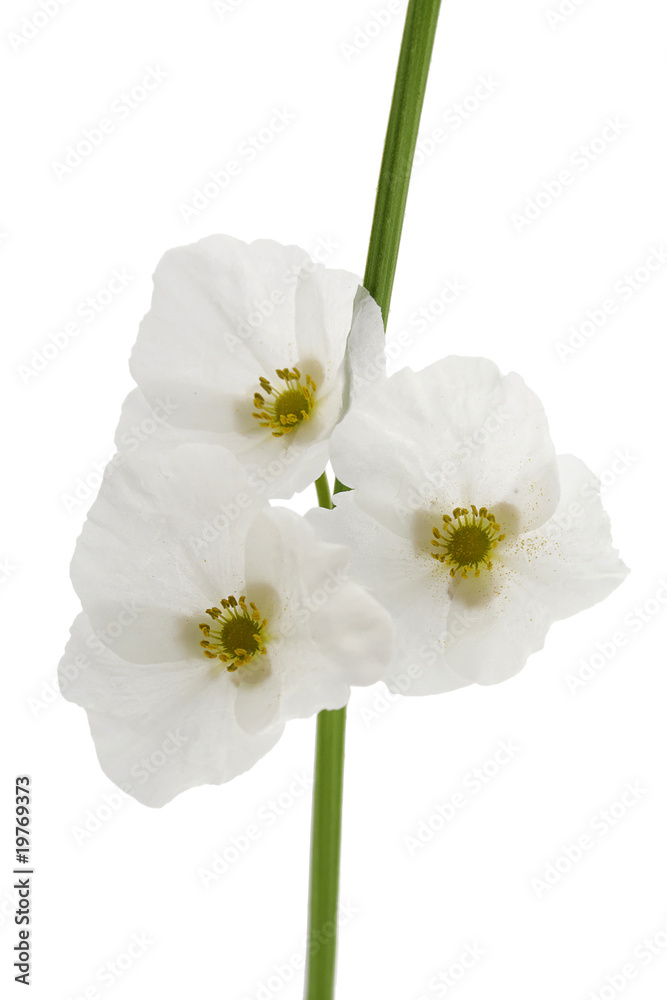 Obraz premium Fleurs blanche et tige verte sur fond blanc
