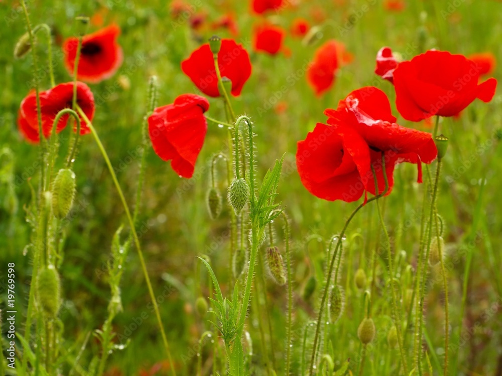 Naklejka premium Red popies on a green field