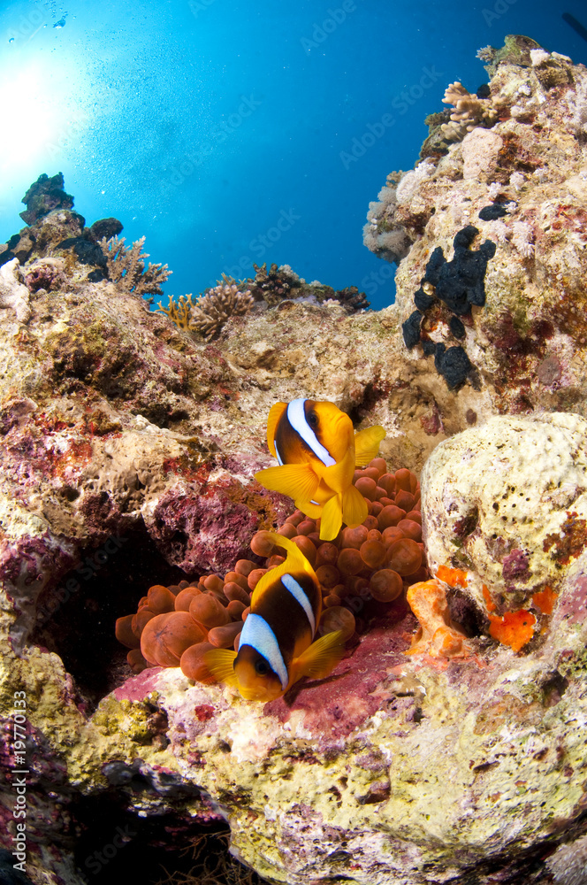 Poisson clown et son anémone, Mer Rouge, Egypte Poisson clown et son anémone, Mer Rouge, Egypte