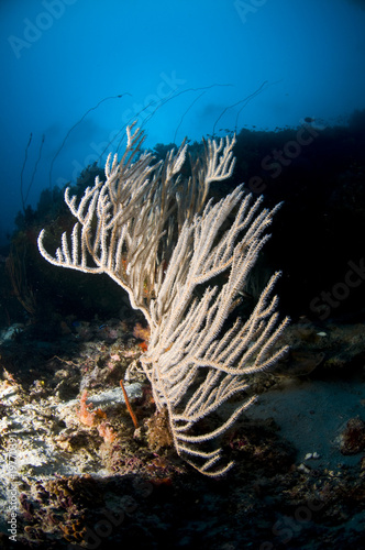 Récif et poissons, Océan Indien, Maldives