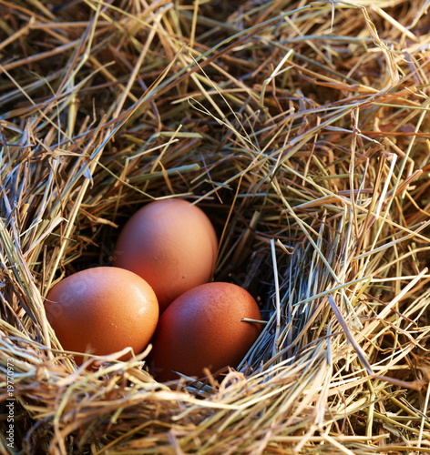 Chicken eggs in the straw in the morning light.