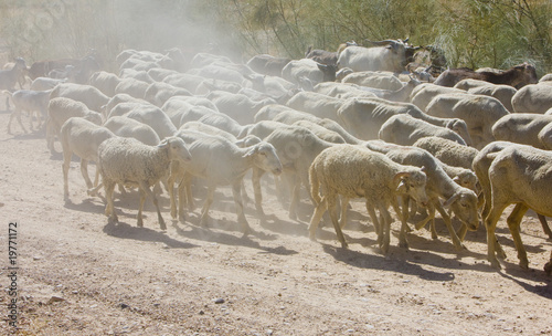 sheep herd, Badajoz Province, Extremadura, Spain