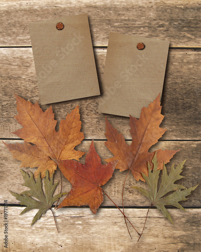 sfondo con foglie photo