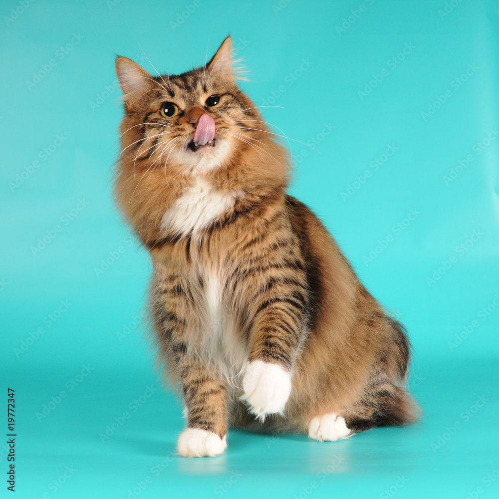 Bobtail cat licks itself portrait Bobtail cat licks itself portrait