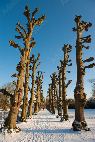 winter landscape in the Netherlands photo