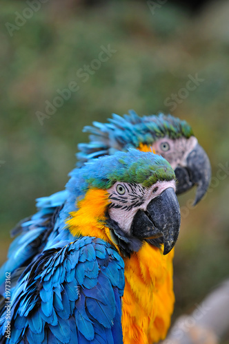 ルリコンゴウインコ