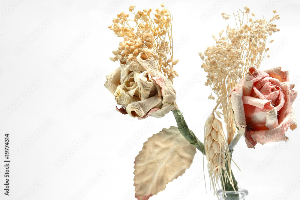 Fototapeta premium Roses