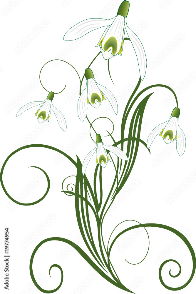 Schneeglöckchen, Frühling, floral, ornamental, filigran Schneeglöckchen, Frühling, floral, ornamental, filigran