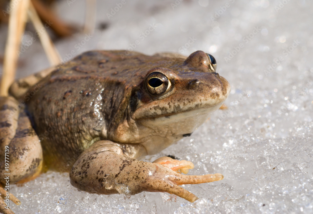 Obraz premium Frog on Ice 9