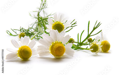 Chamomiles over white