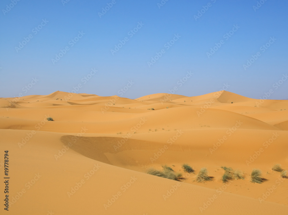 desert after rain