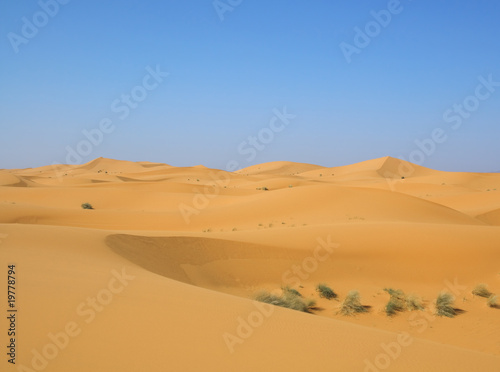desert after rain