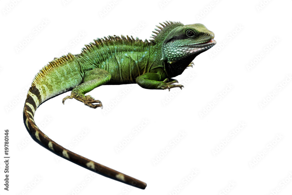 Obraz premium Agame freigestellt